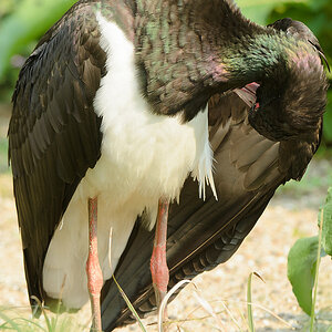 20110429 1030 [NIKON D5100] 300 mm,1 500 Sek. bei ƒ   4,0