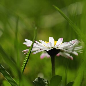 Gänseblümchen