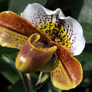 DSC 2243 Orchidee 1 Forum