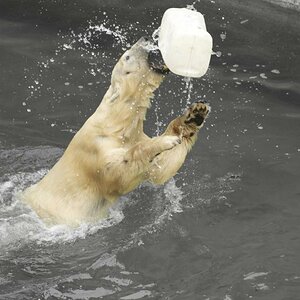 Eisbär SW Farbe1