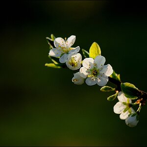 Blüte