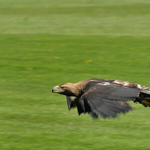 D30 8189a f: Kaiseradler, Vogelpark Walsrode