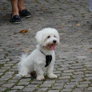 Dänischer Prinzenhund