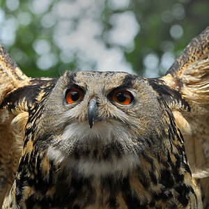 D30 8262a f:  Uhu, Vogelpark Walsrode
