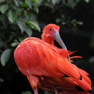 D30 8345a f:  Scharlachibis, Vogelpark Walsrode