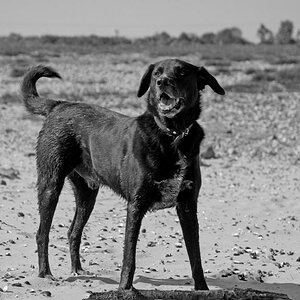 Blacky1SW