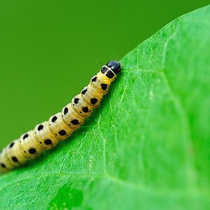 Gespinstmotte Raupe