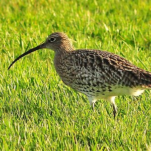 Großer Brachvogel auf Borkumer Binnenwiese - ohne Tarnzelt - mit AF 300/F4 + Kenko 1.4x 300 DG 
(MHX 6826AUSMx, Crop)