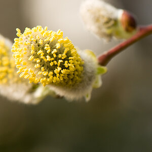 Weidenblüte