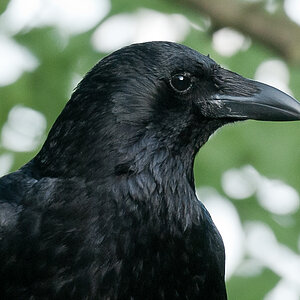 Vogel 1