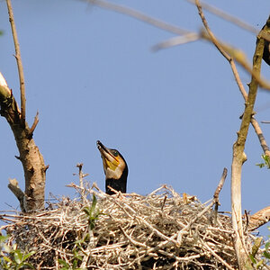 Im Nest
