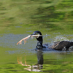Kormoran mit Flamingofeder 1