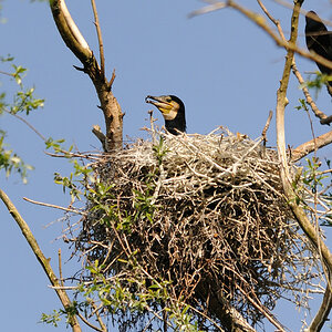 Im Nest