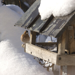 Vogel im Winter