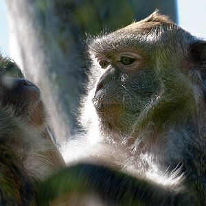 2110420 5160 Affe Zoo Linz