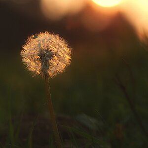Pusteblume im Gegenlicht
