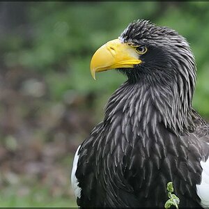 Vogel 8