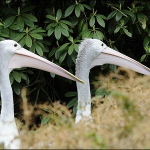 Vogel 10