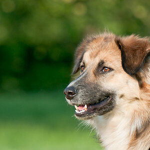 Hundewiese 2