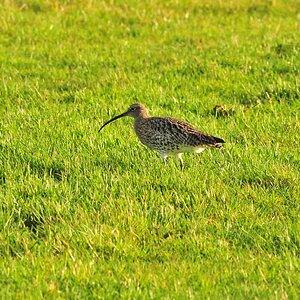 Großer Brachvogel auf Borkumer Binnenwiese - ohne Tarnzelt - mit AF 300/F4 + Kenko 1.4x 300 DG (MHX 6826x)