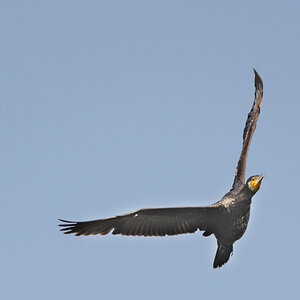 Kormoran
Kastenweiher bei Dechsendorf