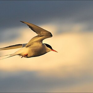 acomp Nordfriesland 20110515 0914