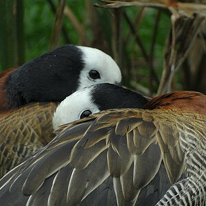 D30 8379a f2:  Witwenenten, Vogelpark Walsrode