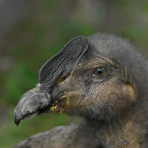 D30 8272a f:  Großer Kondor, juv., Vogelpark Walsrode