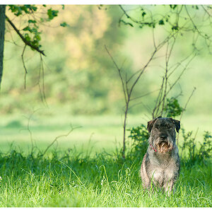 schnauzer