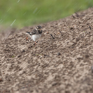 150511194