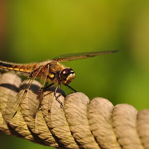 Libelle sonnt sich