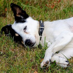 Grinsehund