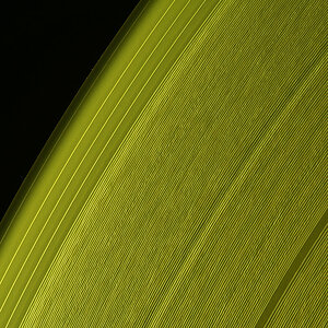 Vinyl in gelb