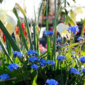 Mainau 003