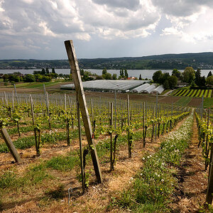 DSC 2686 Weinberg 2 Forum
