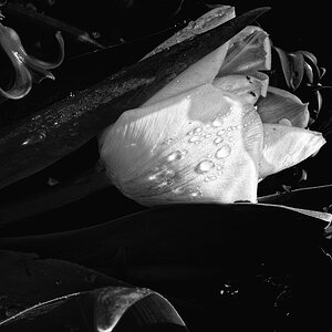 DSC0474 1sw