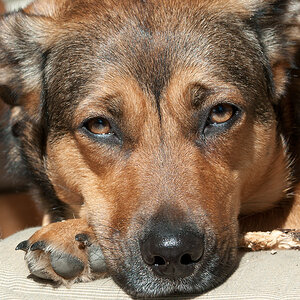 scharfer Hund