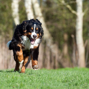 Balu041111142
