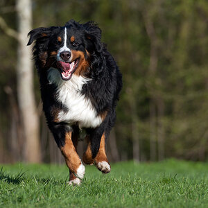 Balu041111152