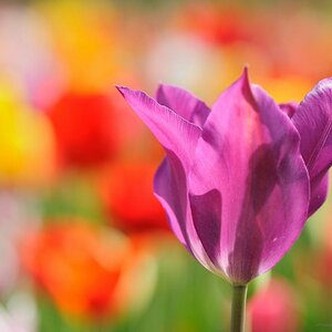 X lila Tulpe web