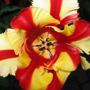 Tulpen-Portrait