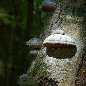 Baumpilz
