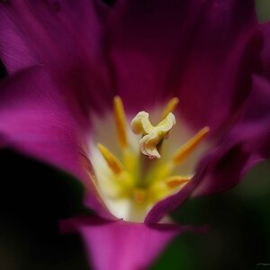 X stempel einer lila Tulpe v web