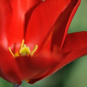 X stempel einer roten Tulpe web