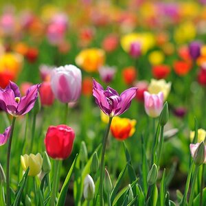 X Tulpenwiese web