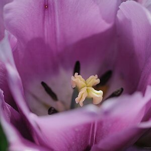 X Tulpenstempel web