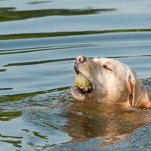 Hundewiese Witten Sina schwimmt 1