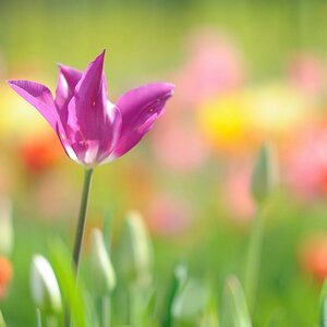 X Violette Tulpe web