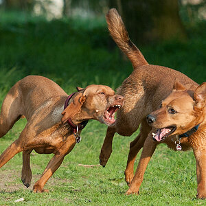 Hundewiese Witten 2 Unbekannte