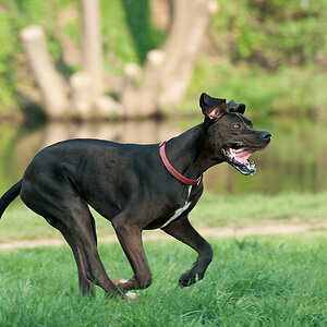 Hundewiese Witten die Dogge